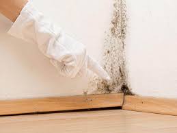 Why You Should Choose Our Mold Remediation Services in Clarence, IA